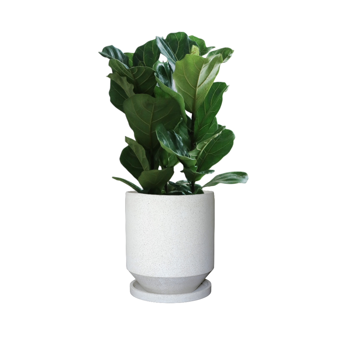 ENKEL Teacup-Shaped Terrazzo Pot W28cm (Off-white)