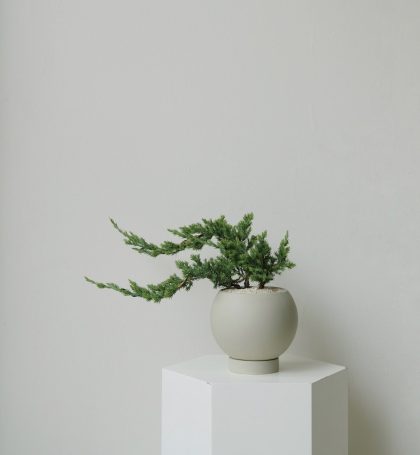 Pinus Densiflora 'Sleeping Pine' W17cm