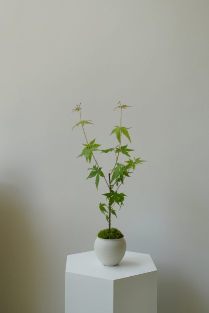 Acer Palmatum 'Japanese Maple Tree - Iroha Momiji‘ Imported from Japan W15cm (Black Bag)