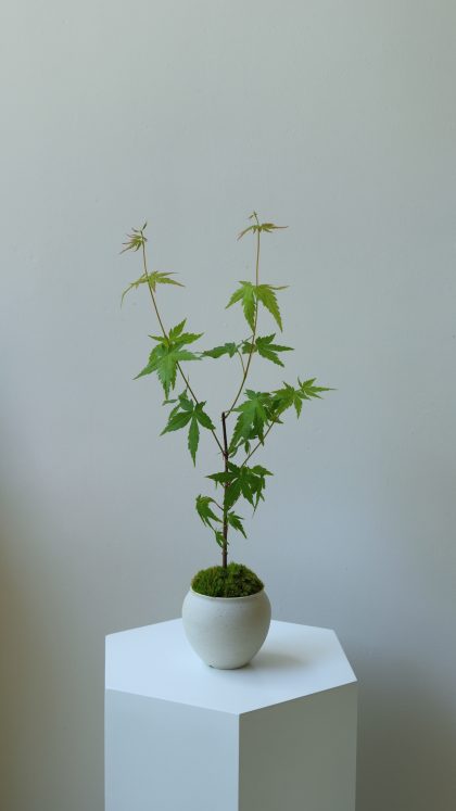 Acer Palmatum 'Japanese Maple Tree - Iroha Momiji‘ Imported from Japan W15cm (Black Bag)