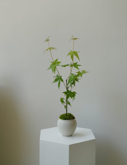 Acer Palmatum 'Japanese Maple Tree - Iroha Momiji‘ Imported from Japan W15cm (Black Bag)