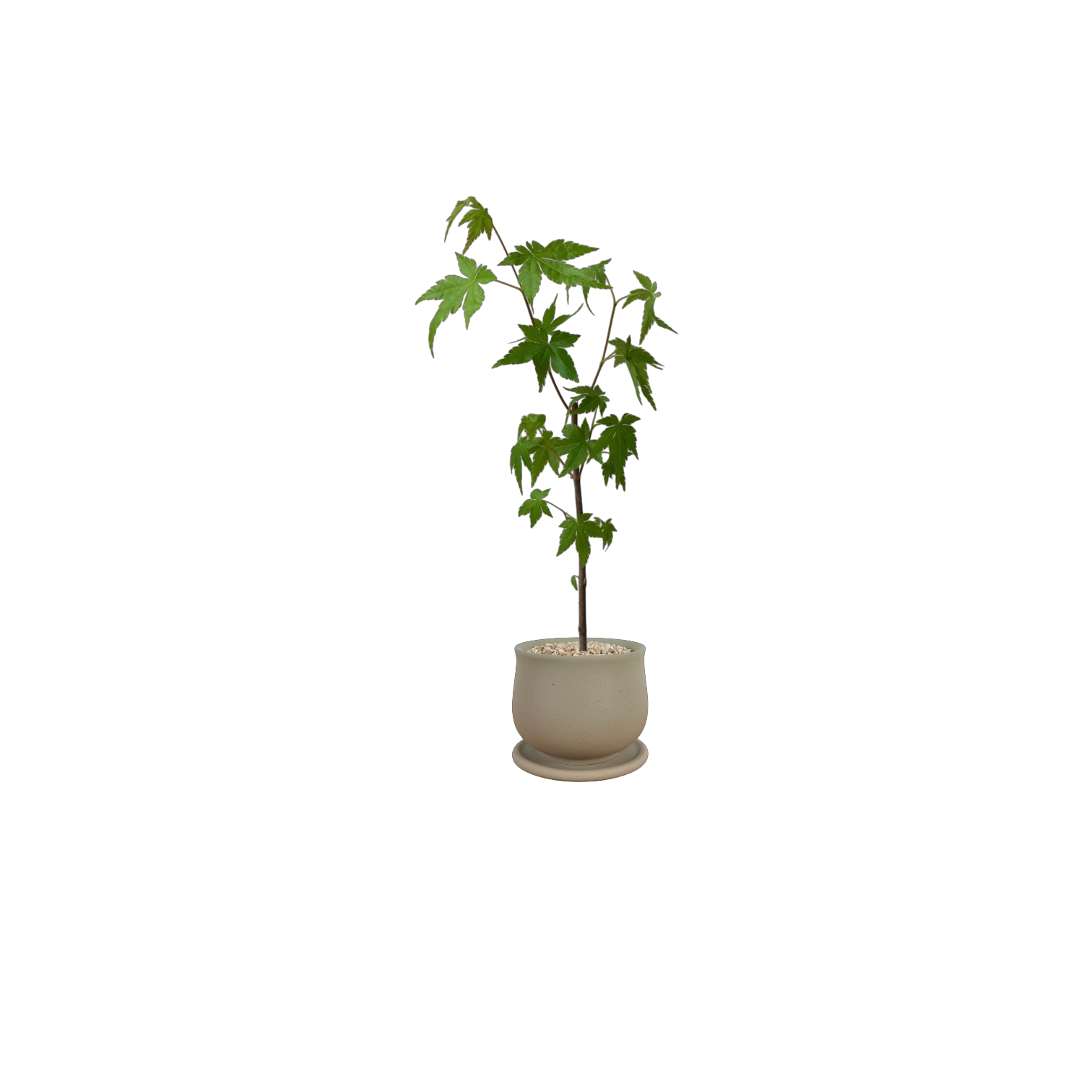 ASKEL Teacup-shaped Ceramic Pot