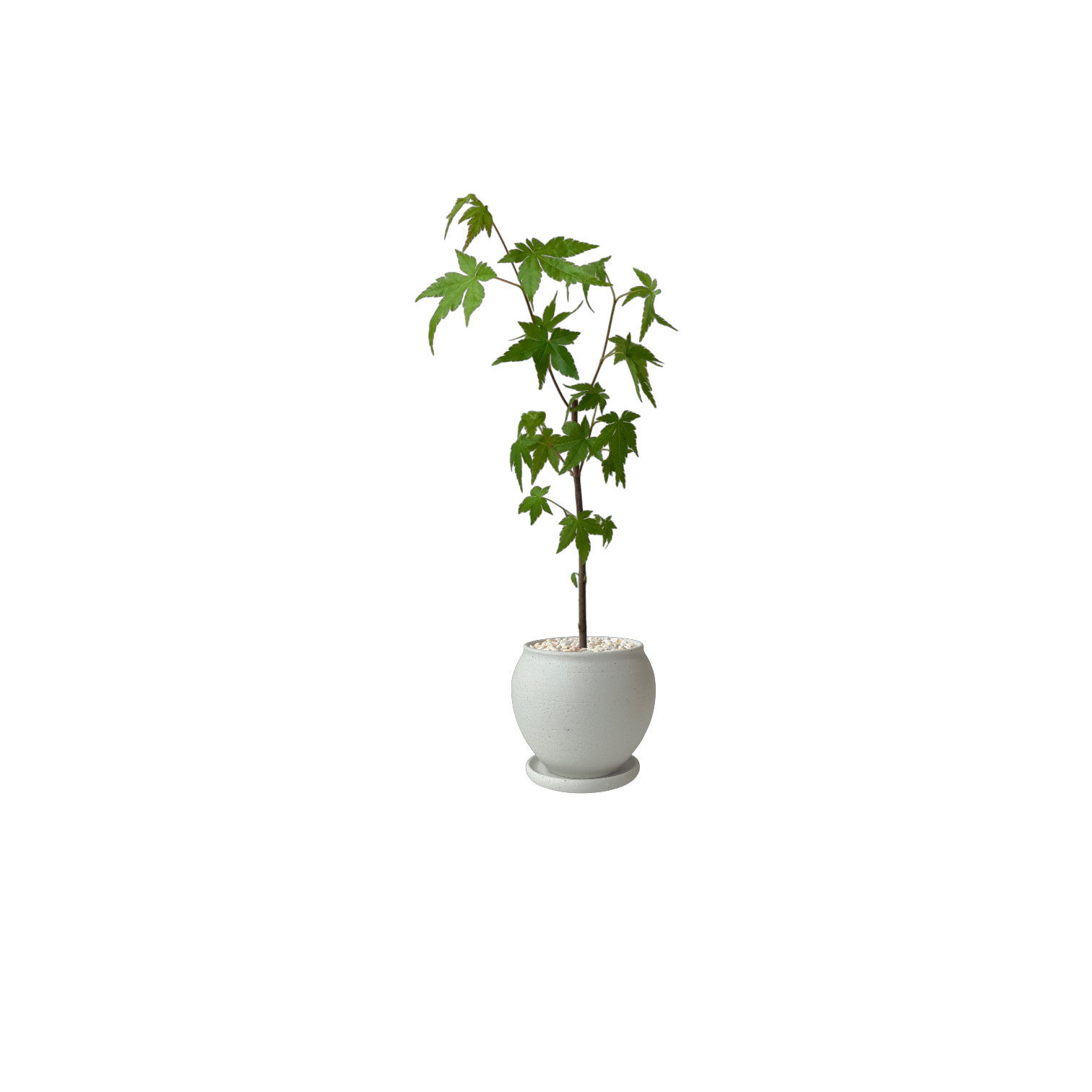 BRRUTO Jar Ceramic Pot