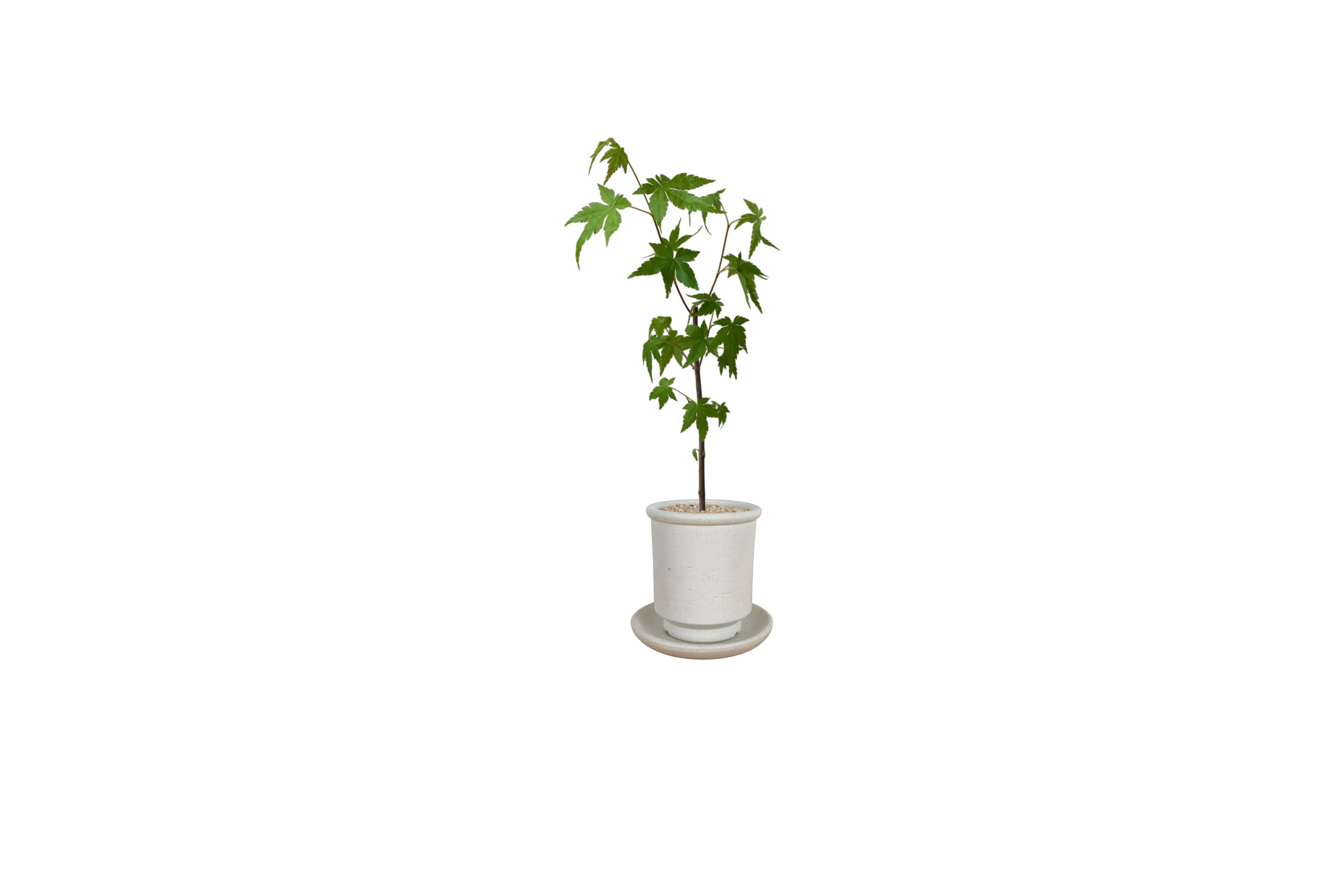 BRRUTO Tall Ceramic Pot