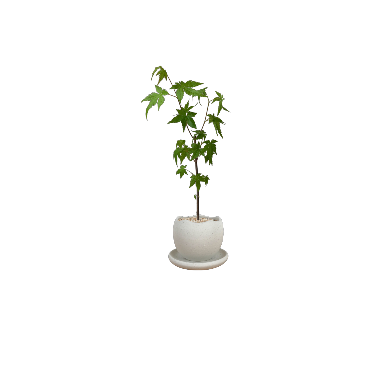 BRRUTO Wave Ceramic Pot