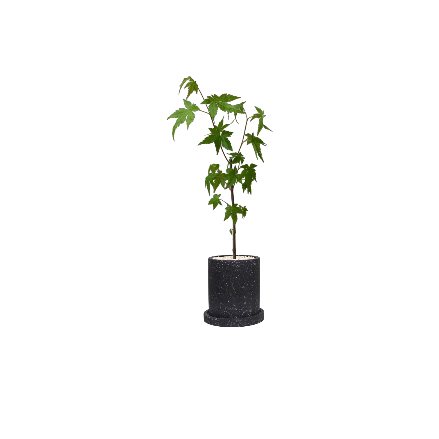 MOTT Terrazzo Pot  W10cm (Black)