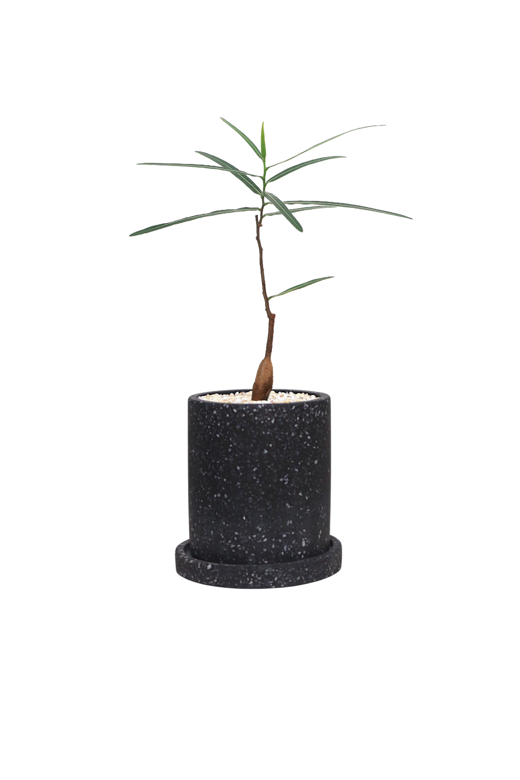 MOTT Terrazzo Pot  W10cm (Black)