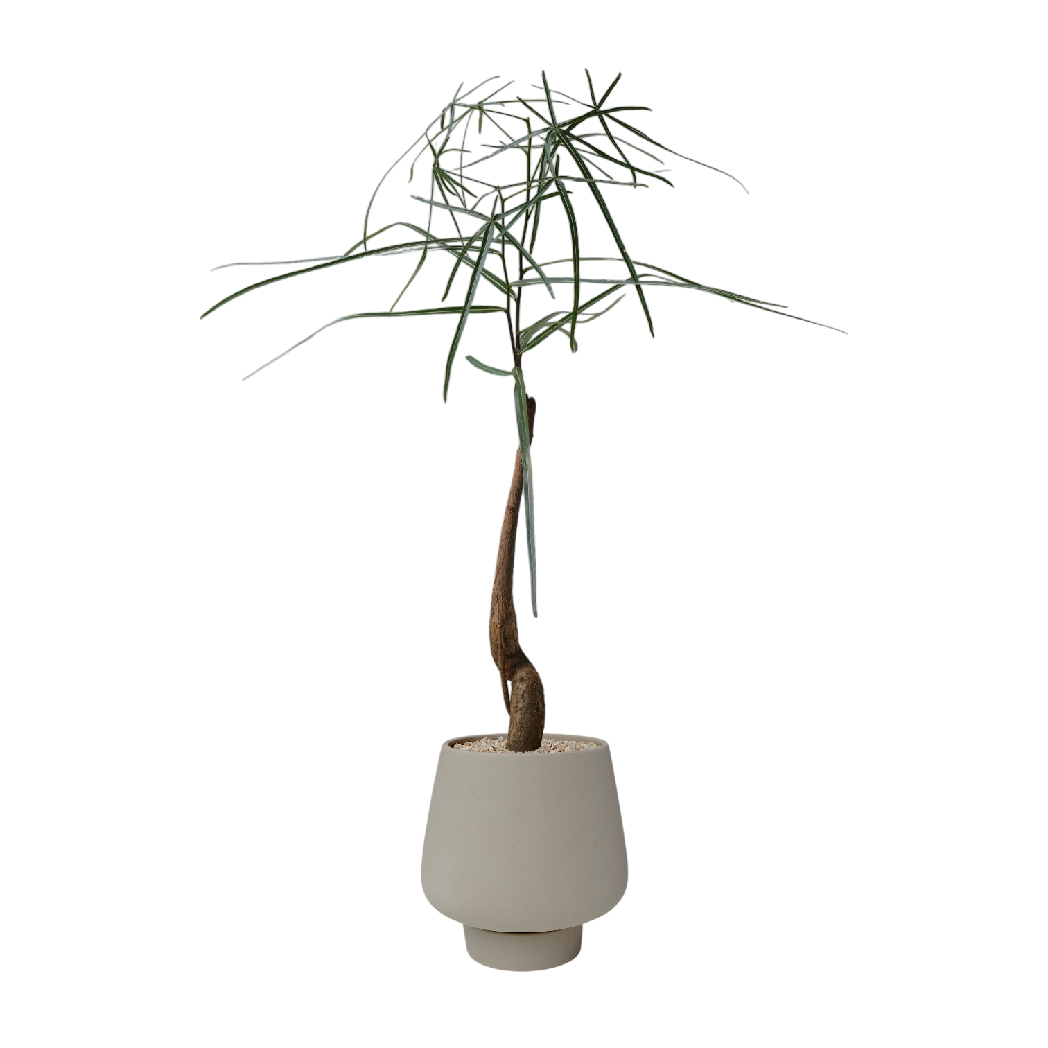 ASKEL Wide Base Ceramic Pot W16.5cm