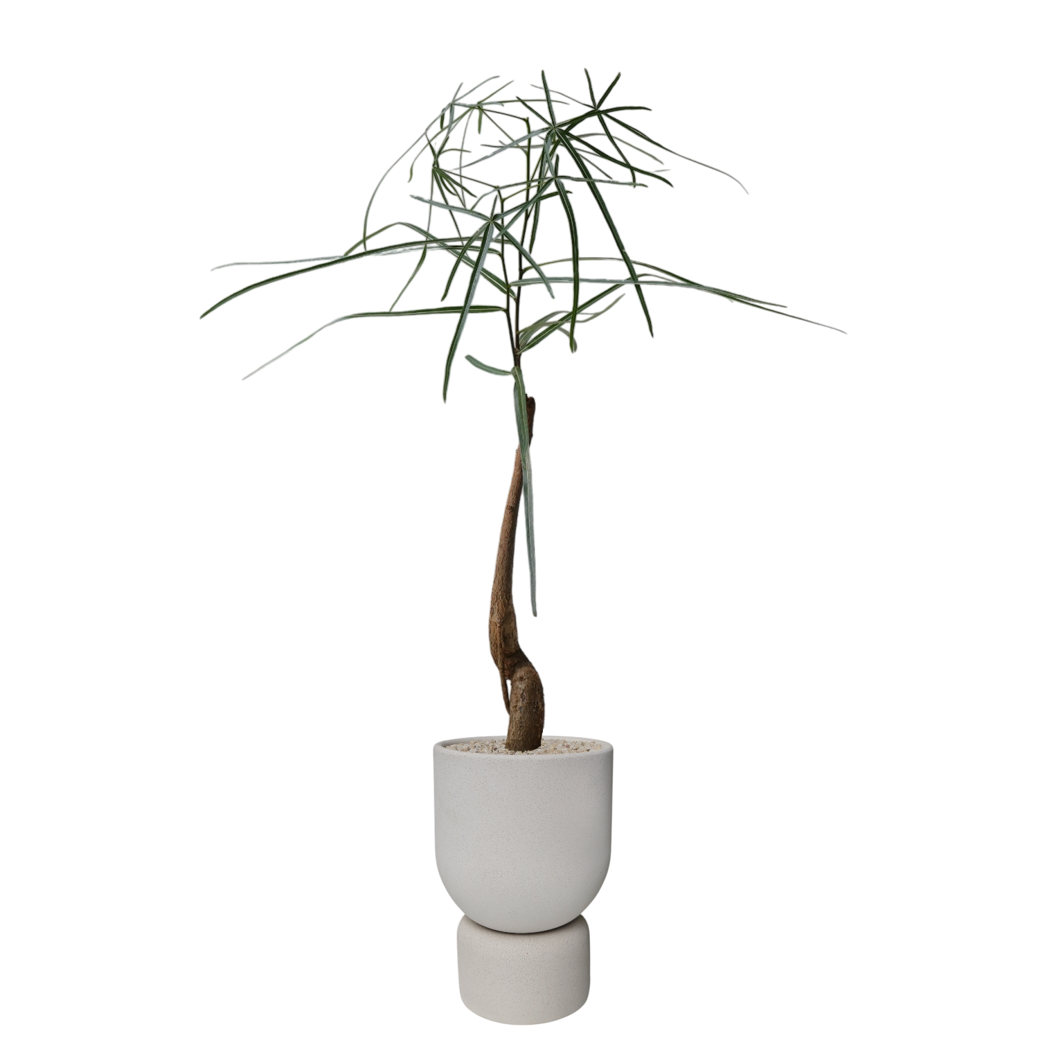 ENKEL Tall U-Shaped Terrazzo Pot with Tall Saucer (Off-white)