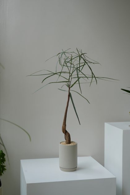 Brachychiton Rupestris 'Queensland Bottle Tree' W12cm (Black Bag)