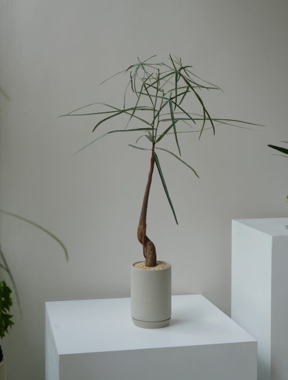 Brachychiton Rupestris 'Queensland Bottle Tree' W12cm (Black Bag)