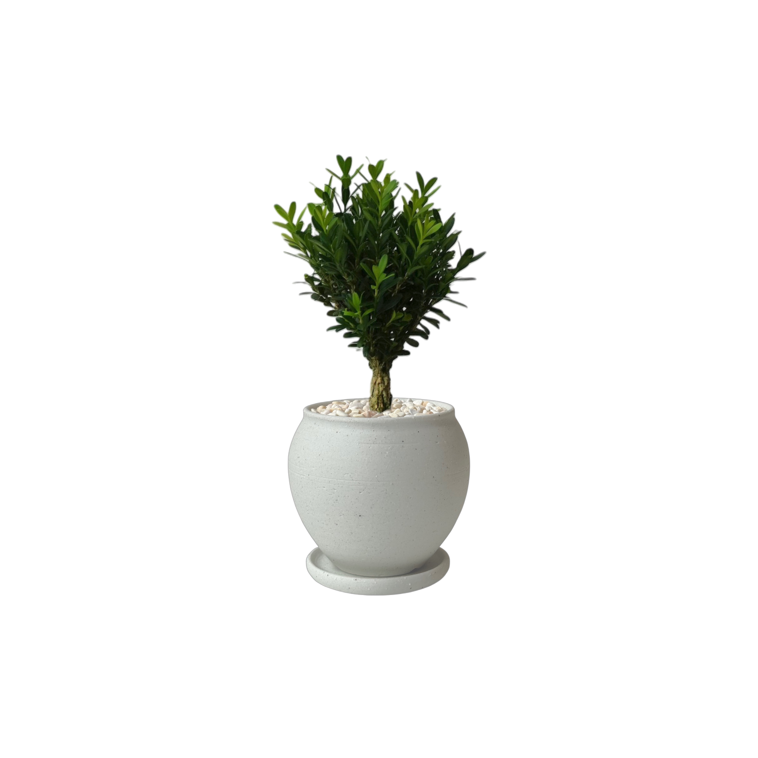 BRRUTO Jar Ceramic Pot
