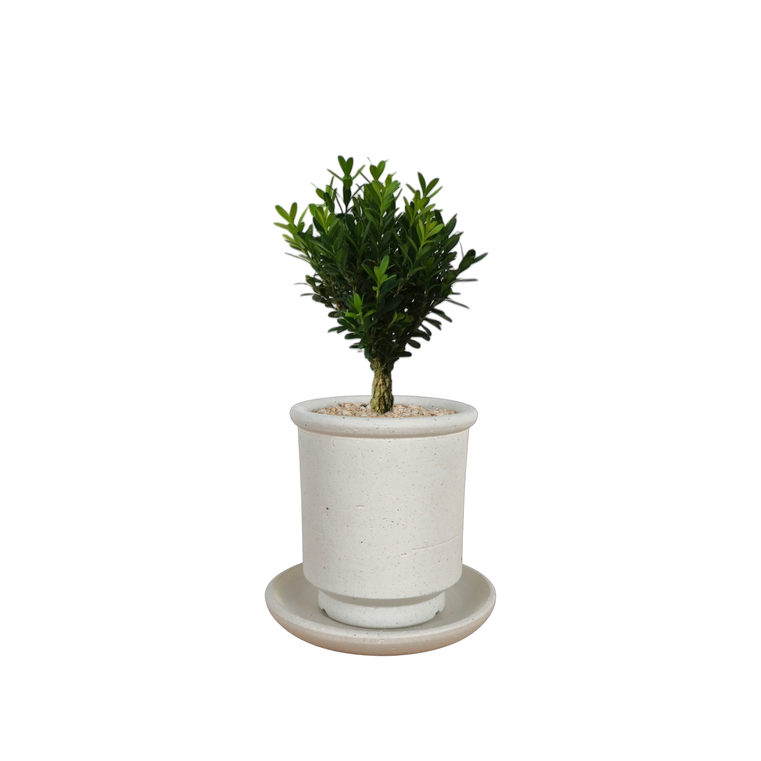 BRRUTO Tall Ceramic Pot