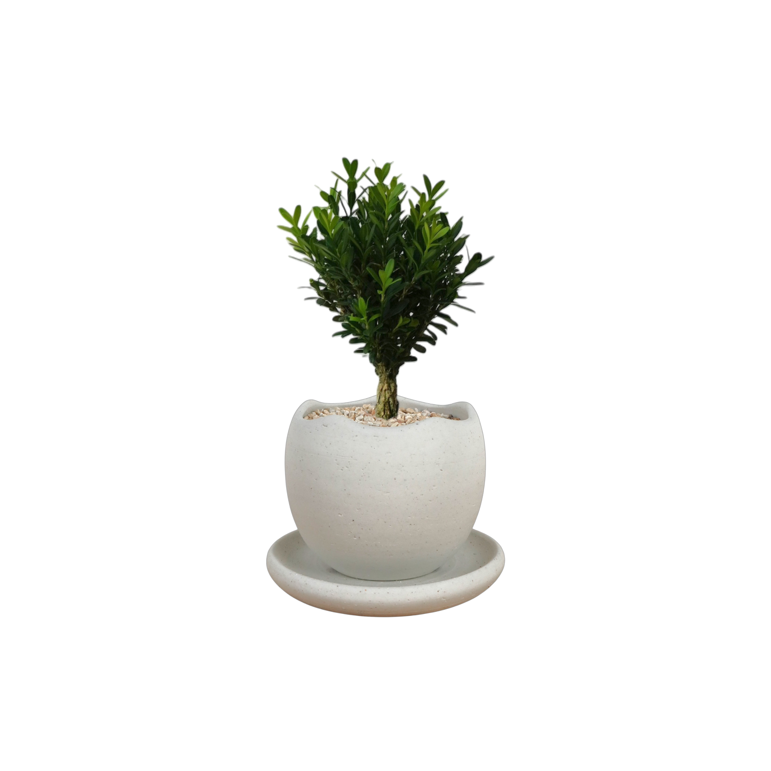 BRRUTO Wave Ceramic Pot