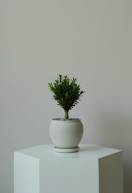 Buxus Harlandii 'Boxwood' W10cm