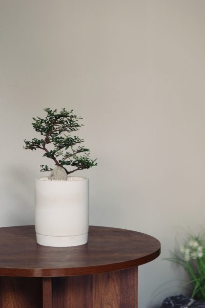 Commersonia Hermanniifolia 'Emperor Plum' Imported from Japan W9cm (Blue Pot)