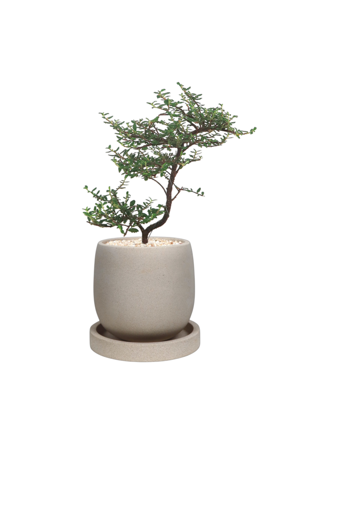 ENKEL Egg-Shaped Terrazzo Pot W14cm (Off-white)