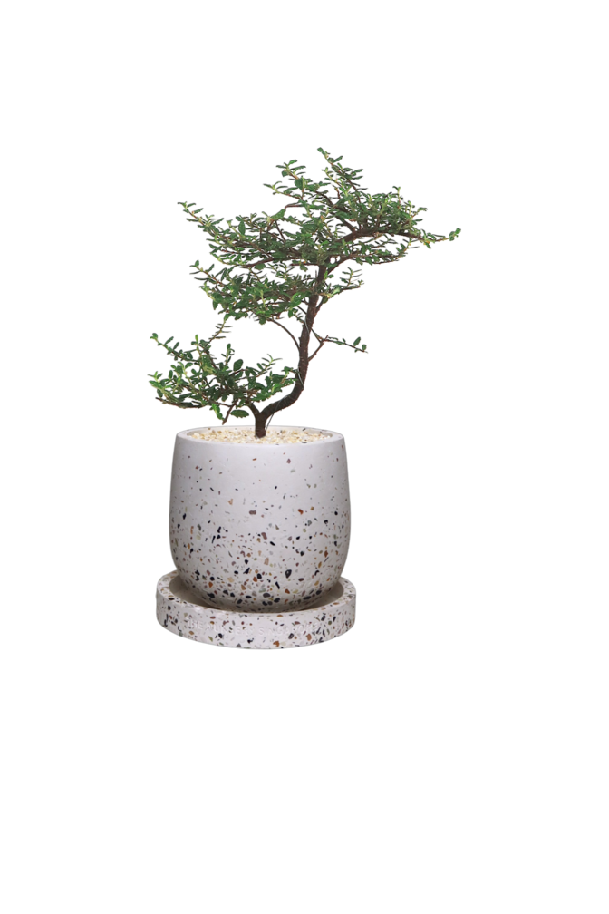 ENKEL Egg-Shaped Terrazzo Pot W14cm (White)