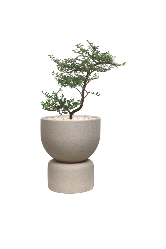 ENKEL Short U-Shaped Terrazzo Pot (Off-white)