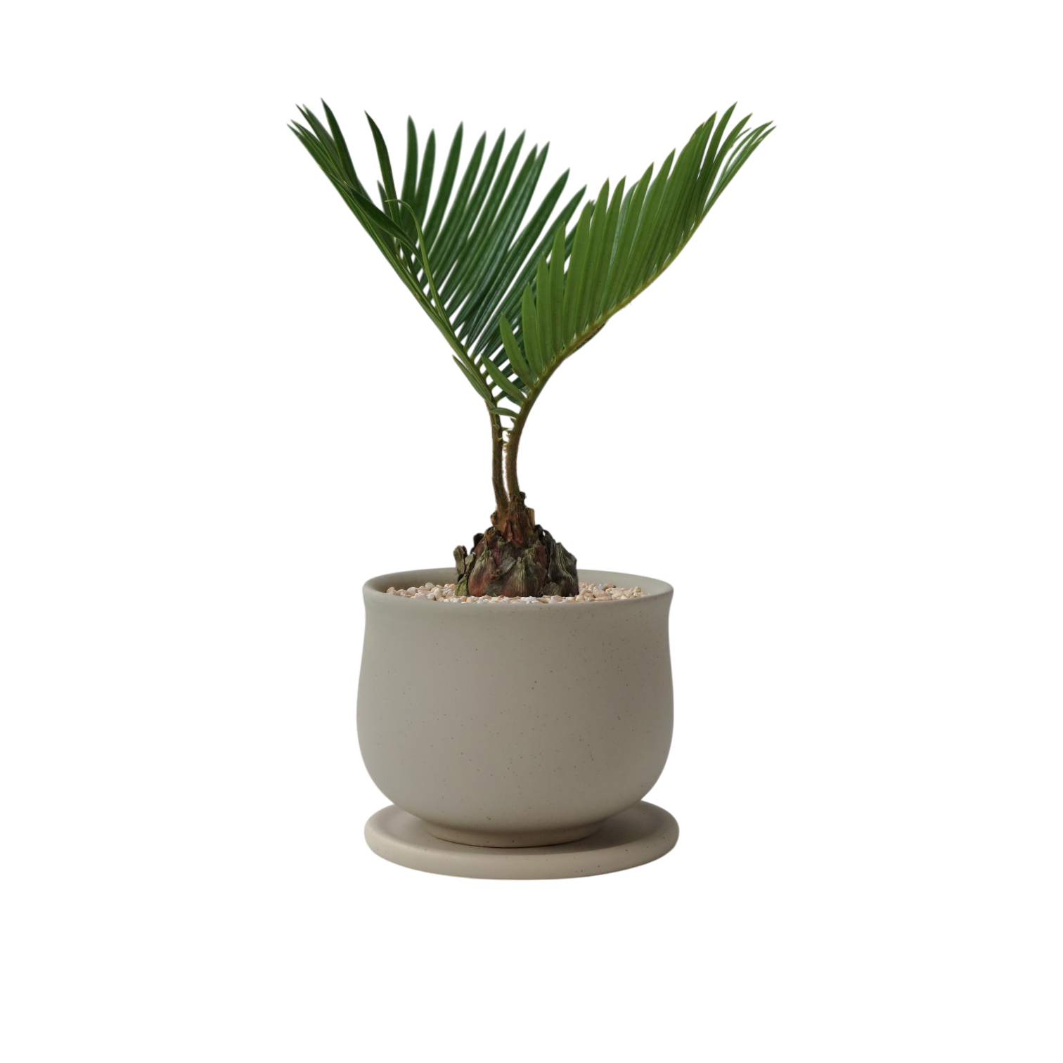 ASKEL Teacup-shaped Ceramic Pot