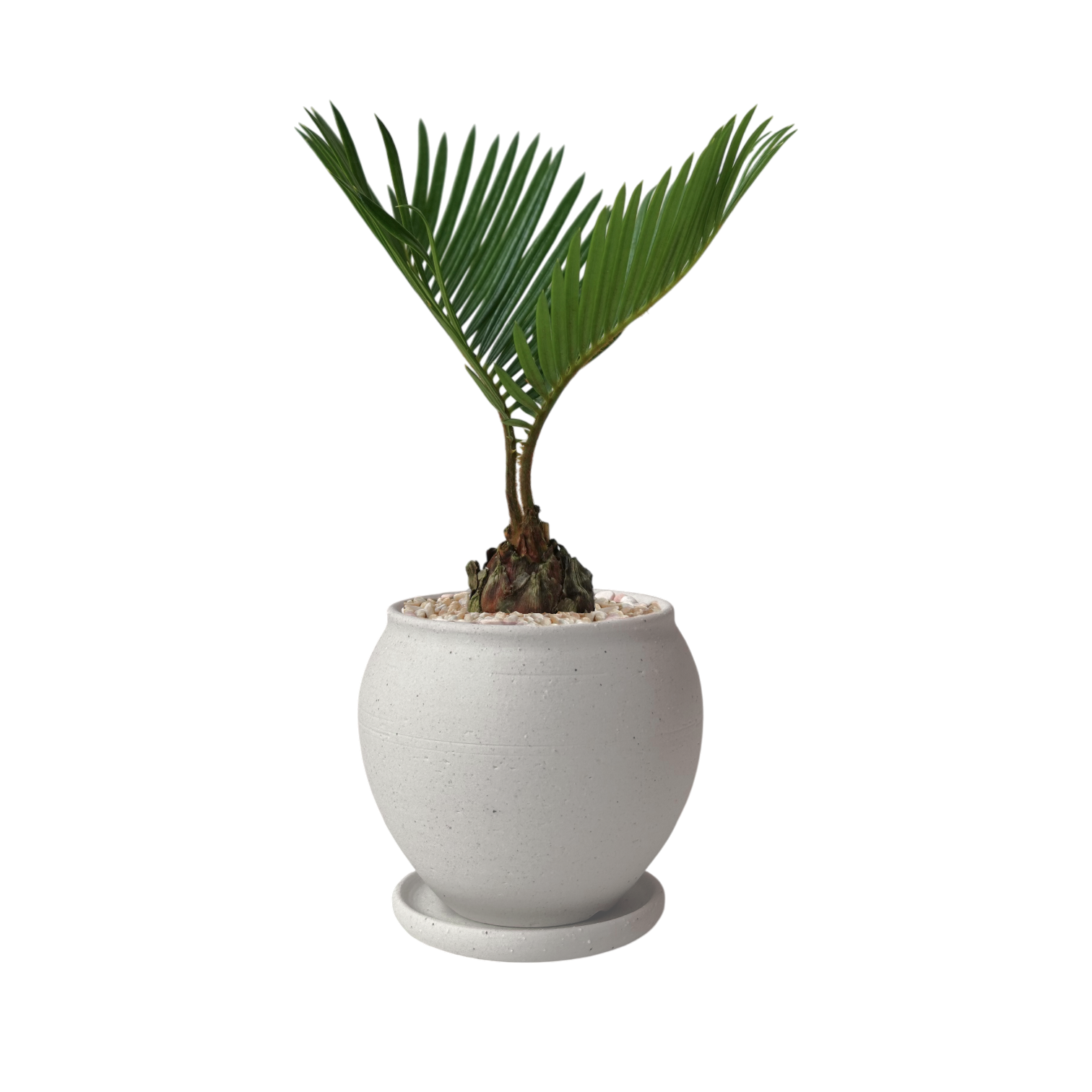 BRRUTO Jar Ceramic Pot