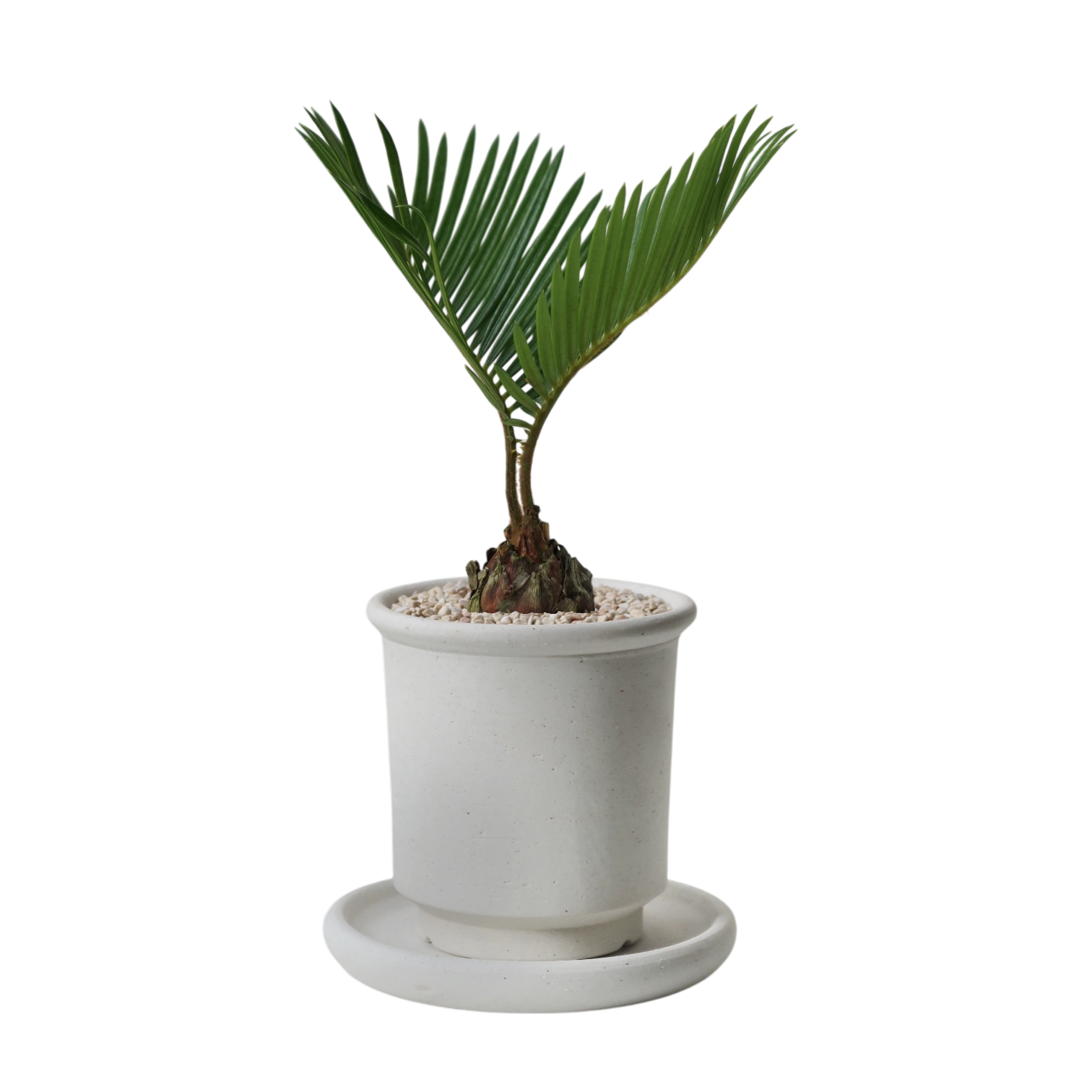 BRRUTO Tall Ceramic Pot