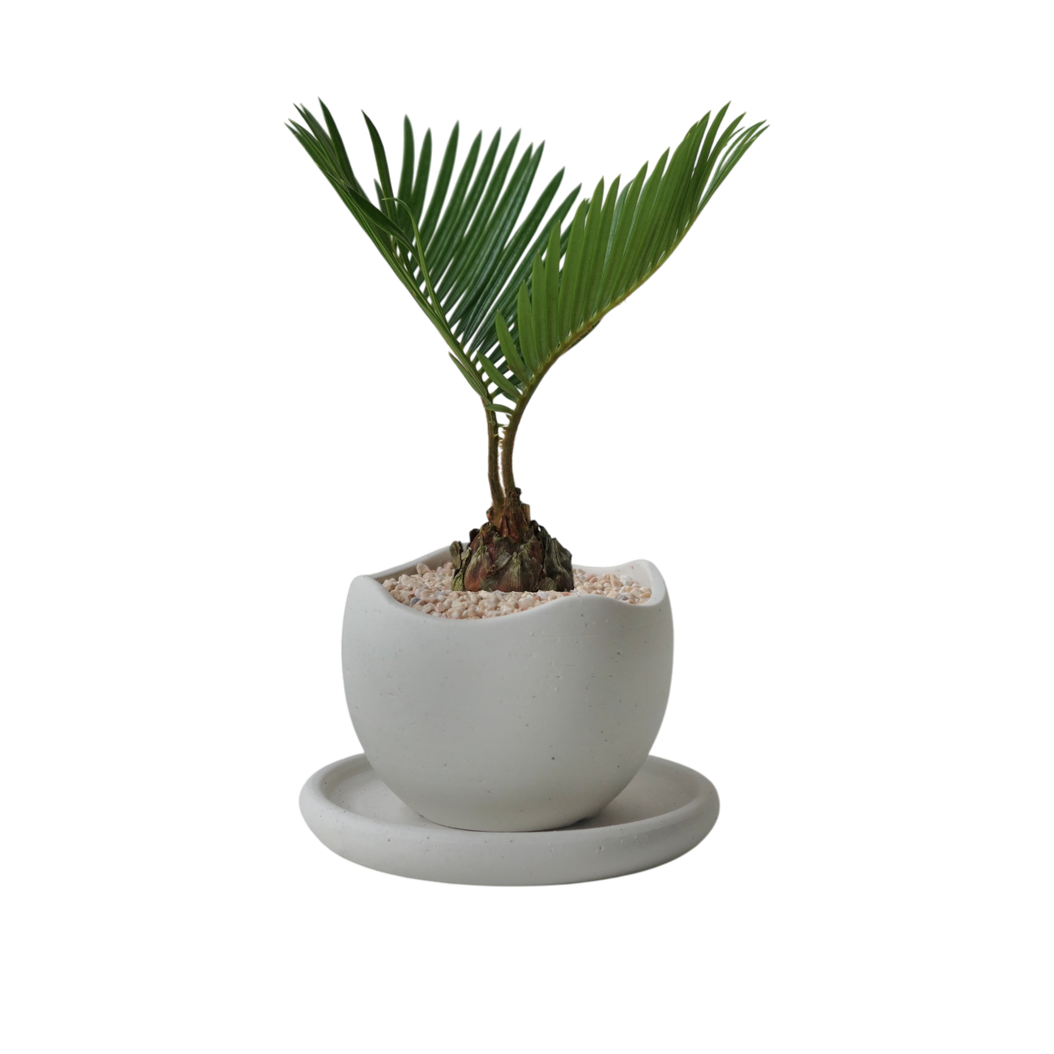 BRRUTO Wave Ceramic Pot
