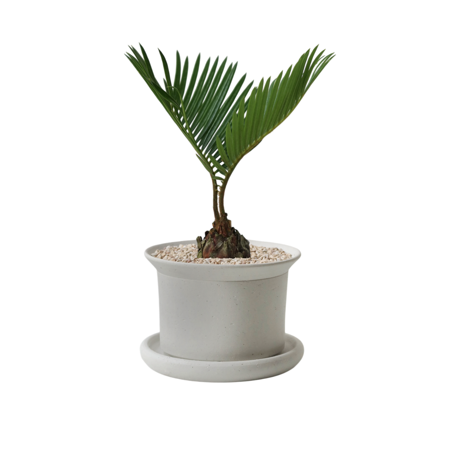 BRRUTO Y Ceramic Pot