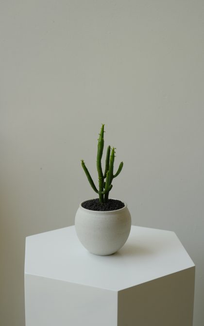 Euphorbia Tirucalli 'Pencil Cactus' W8cm