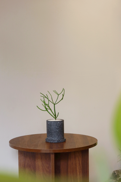 Euphorbia Tirucalli 'Pencil Cactus' W8cm