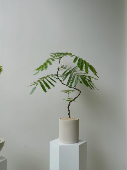 Pithecellobium Confertum 'Everfresh Tree' Imported from Japan W17cm (Thick Stem)