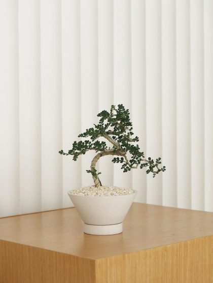 Feroniella Lucida Bonsai W9cm