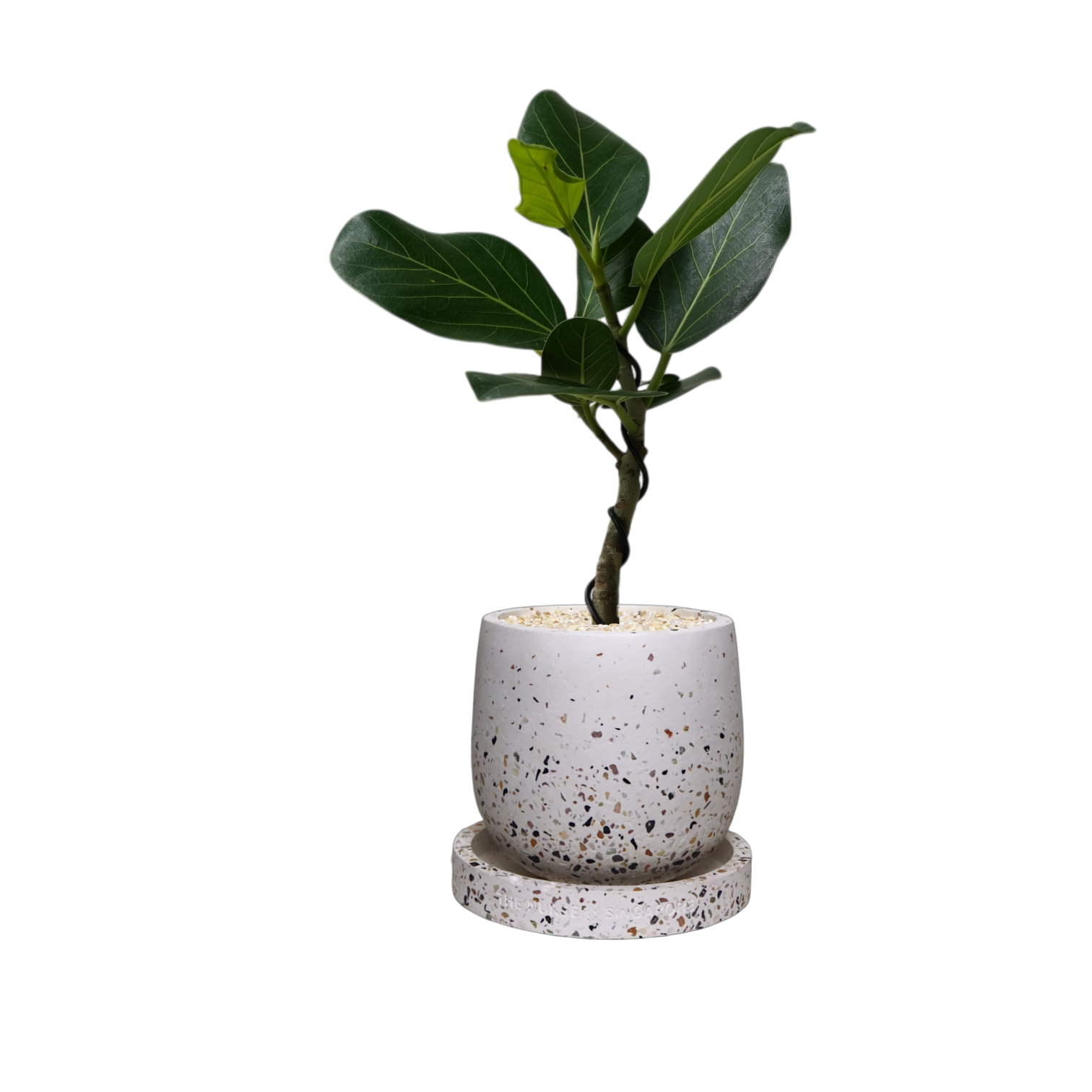 ENKEL Egg-Shaped Terrazzo Pot W14cm (White)