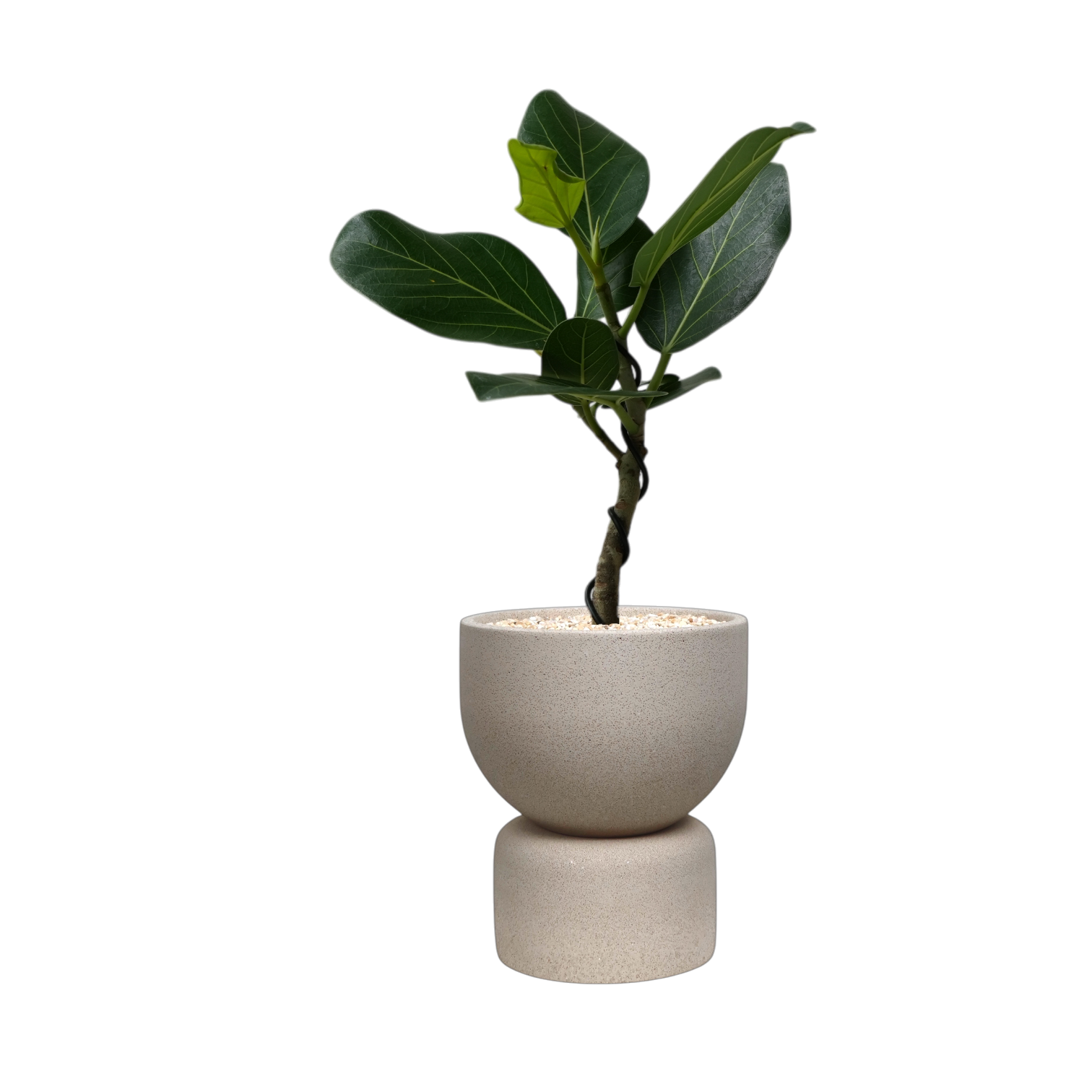 ENKEL Short U-Shaped Terrazzo Pot with Tall Saucer (Off-white)