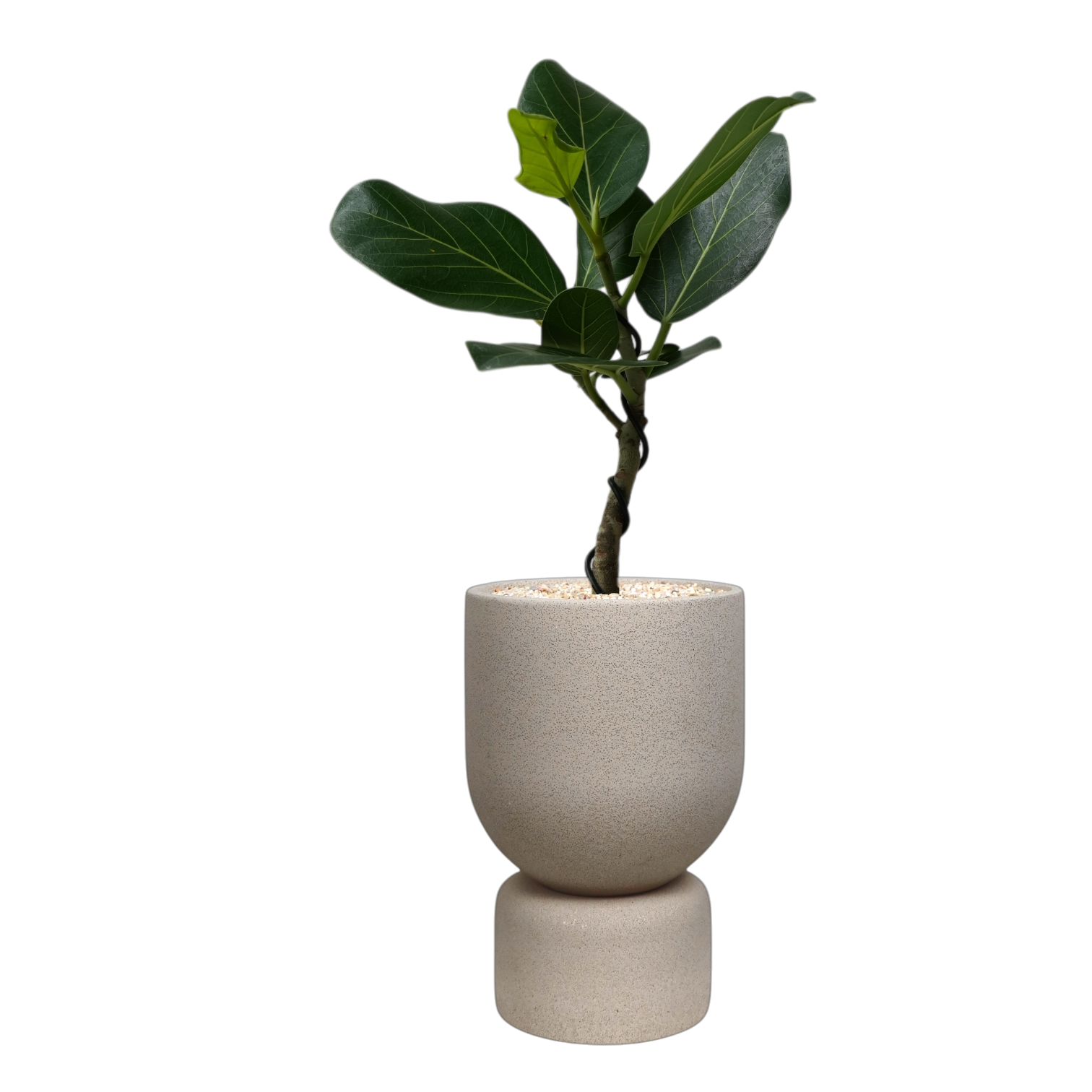 ENKEL Tall U-Shaped Terrazzo Pot with Tall Saucer (Off-white)