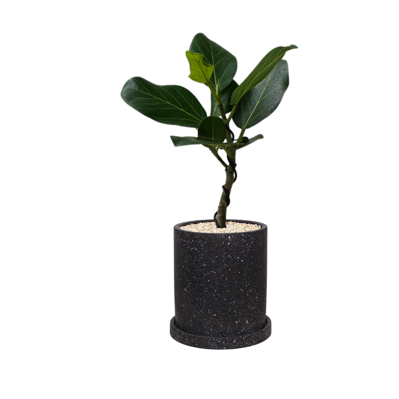 MOTT Terrazzo Pot  W15cm (Black)