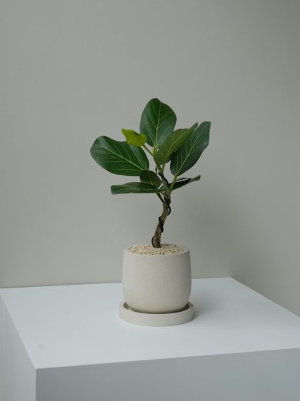 Ficus Benghalensis 'Audrey' Bending W12cm (Brown Pot)
