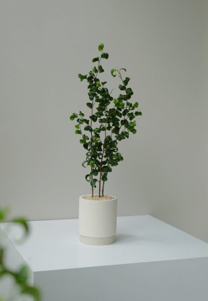 Ficus Benjamina Baroque 'Curly Weeping Fig' W10cm (Black Square Pot)