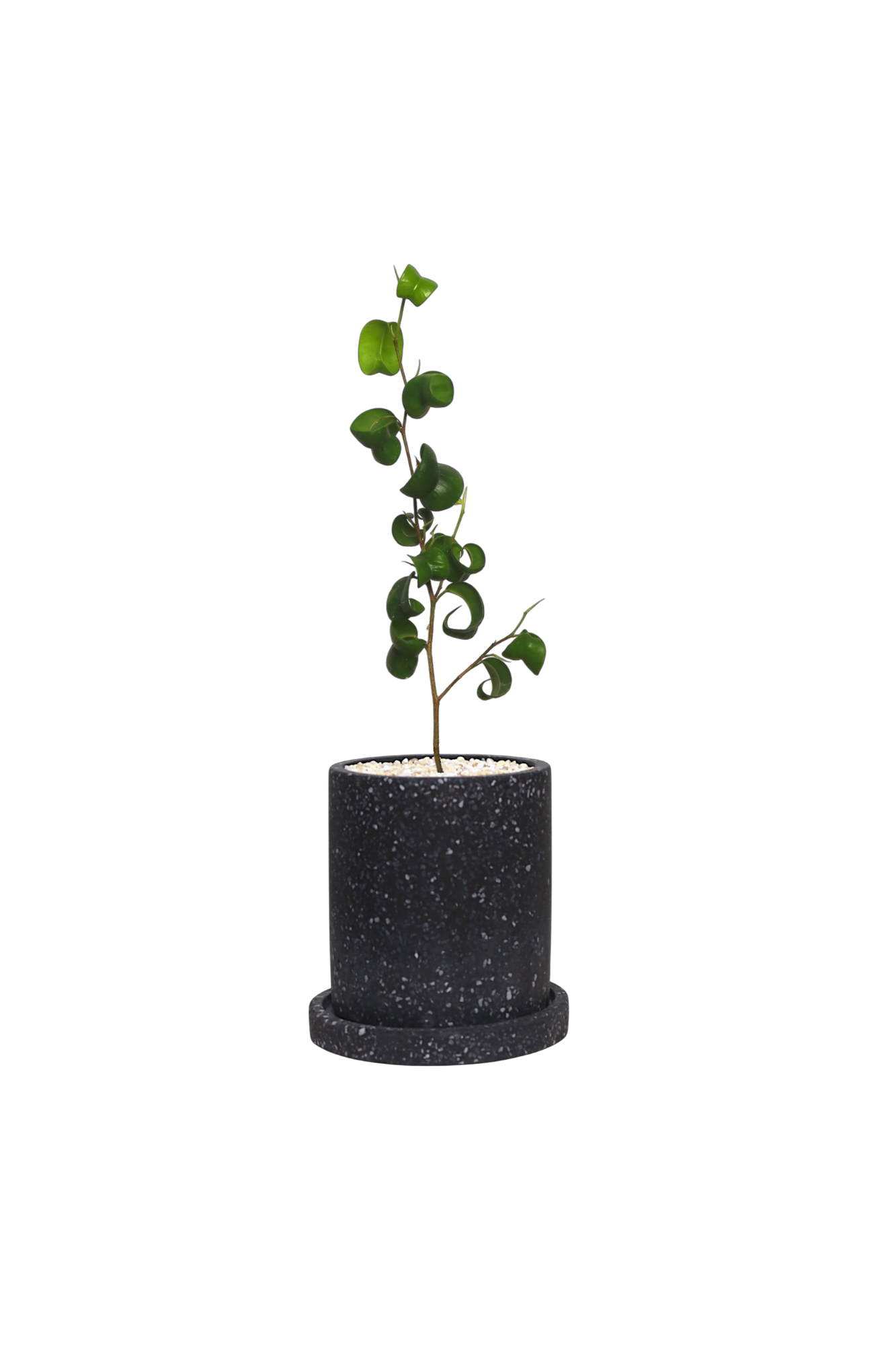 MOTT Terrazzo Pot  W10cm (Black)