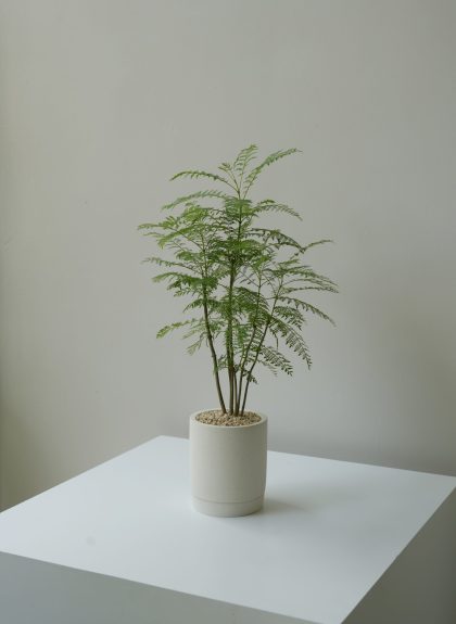 Jacaranda Obtusifolia W12cm (Multi Stems)