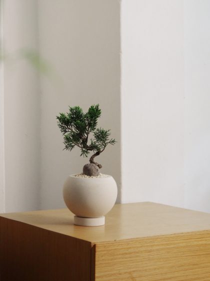 Juniper Bonsai W8cm Round Pot