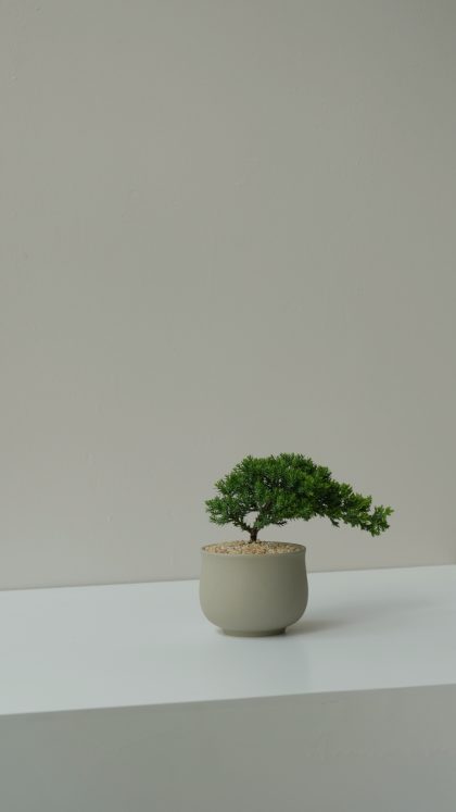 Juniper Chinensis ‘New Zealand Pearl Cypress’ W8cm