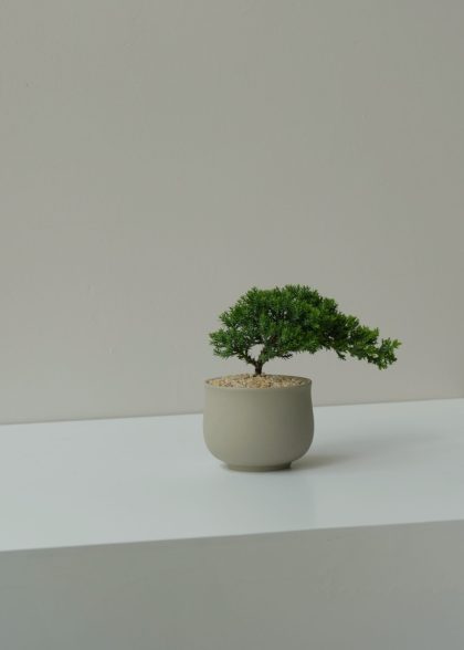 Juniper Chinensis ‘New Zealand Pearl Cypress’ W8cm