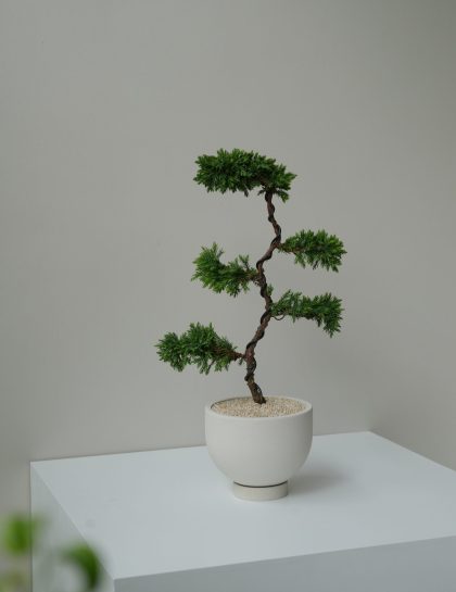 Juniperus Bonsai (5-tier) W15cm
