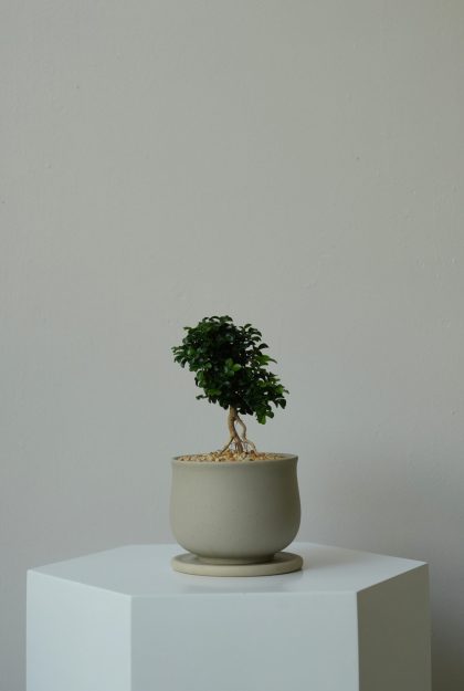 Murraya Paniculata Bonsai W10cm