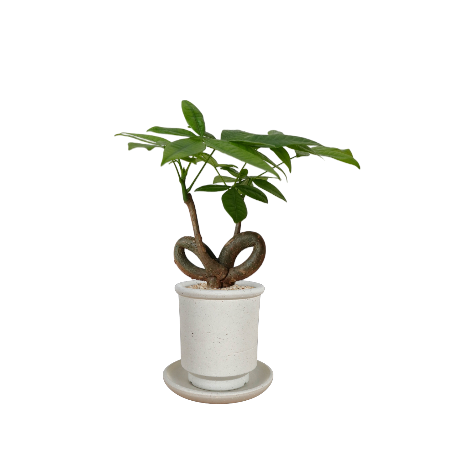 BRRUTO Tall Ceramic Pot