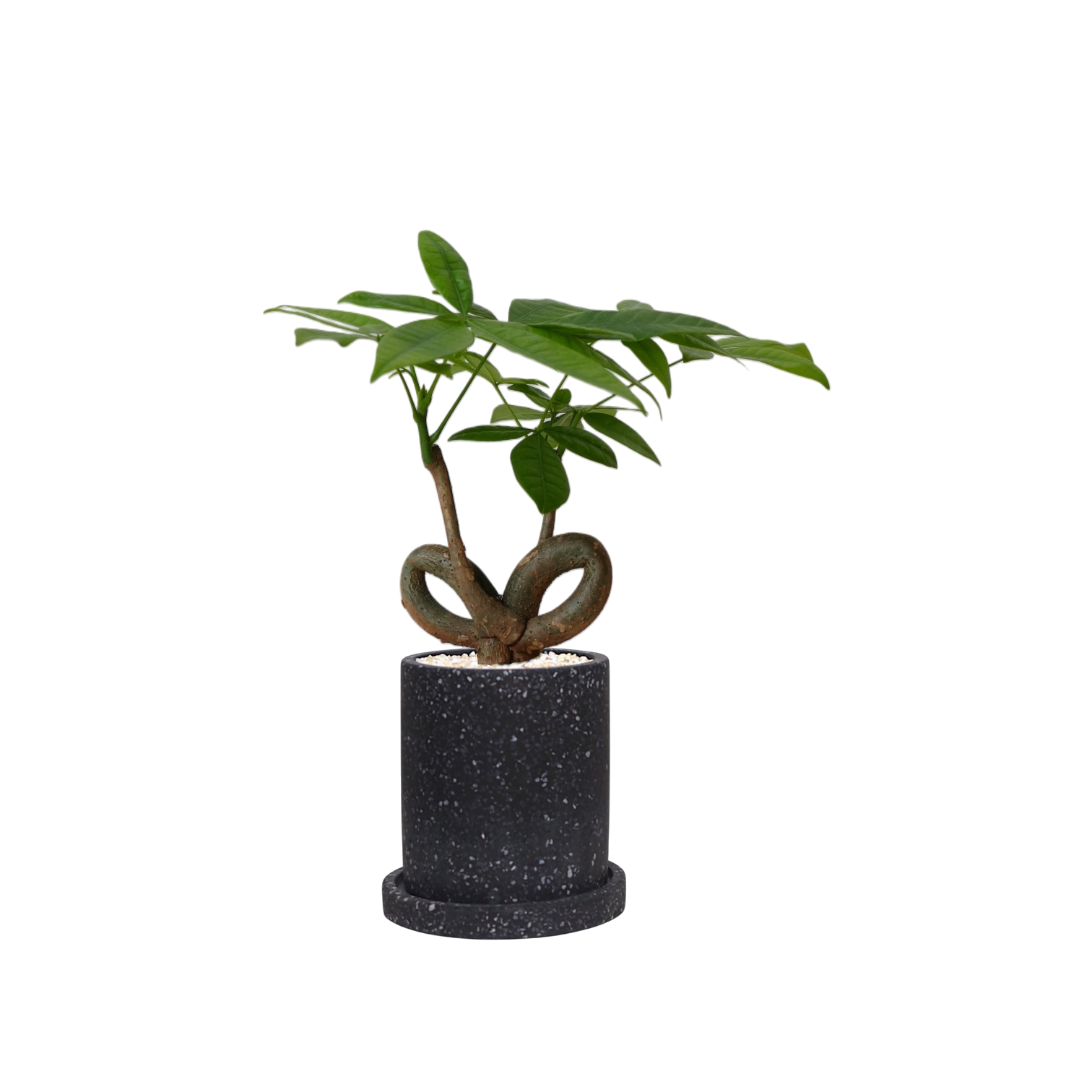 MOTT Terrazzo Pot  W10cm (Black)