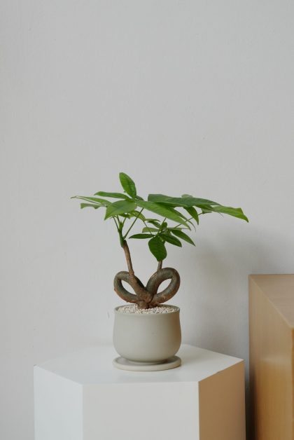 Pachira Aquatica 'Fortune Tree' W10cm (Q Bonsai)