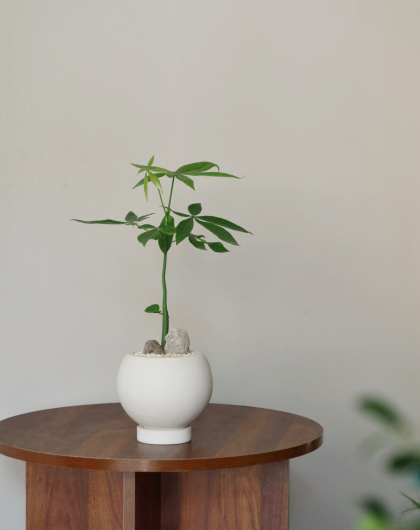 Pachira Aquatica 'Fortune Tree' W8cm (Single Stem)