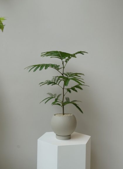 Pithecellobium Confertum 'Everfresh Tree' Imported from Japan W10cm (Orange Pot)